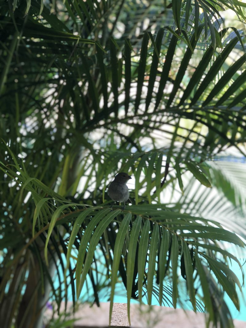 Sandals Grande St. Lucian